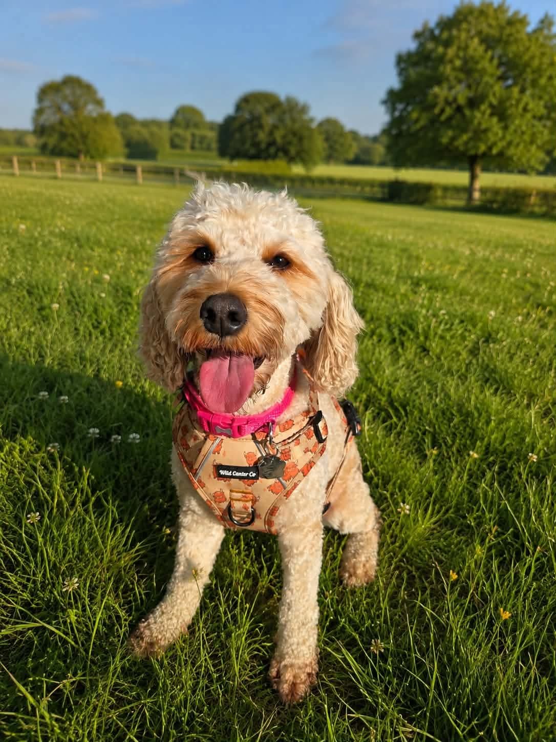 Hiccup The Highland Cow Dog Harness - Image 4