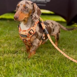Hiccup The Highland Cow Dog Harness