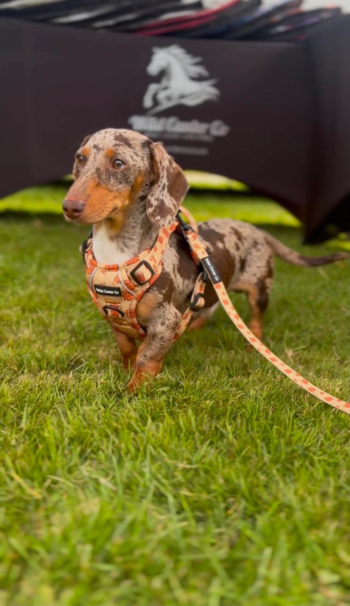 Hiccup The Highland Cow Dog Harness