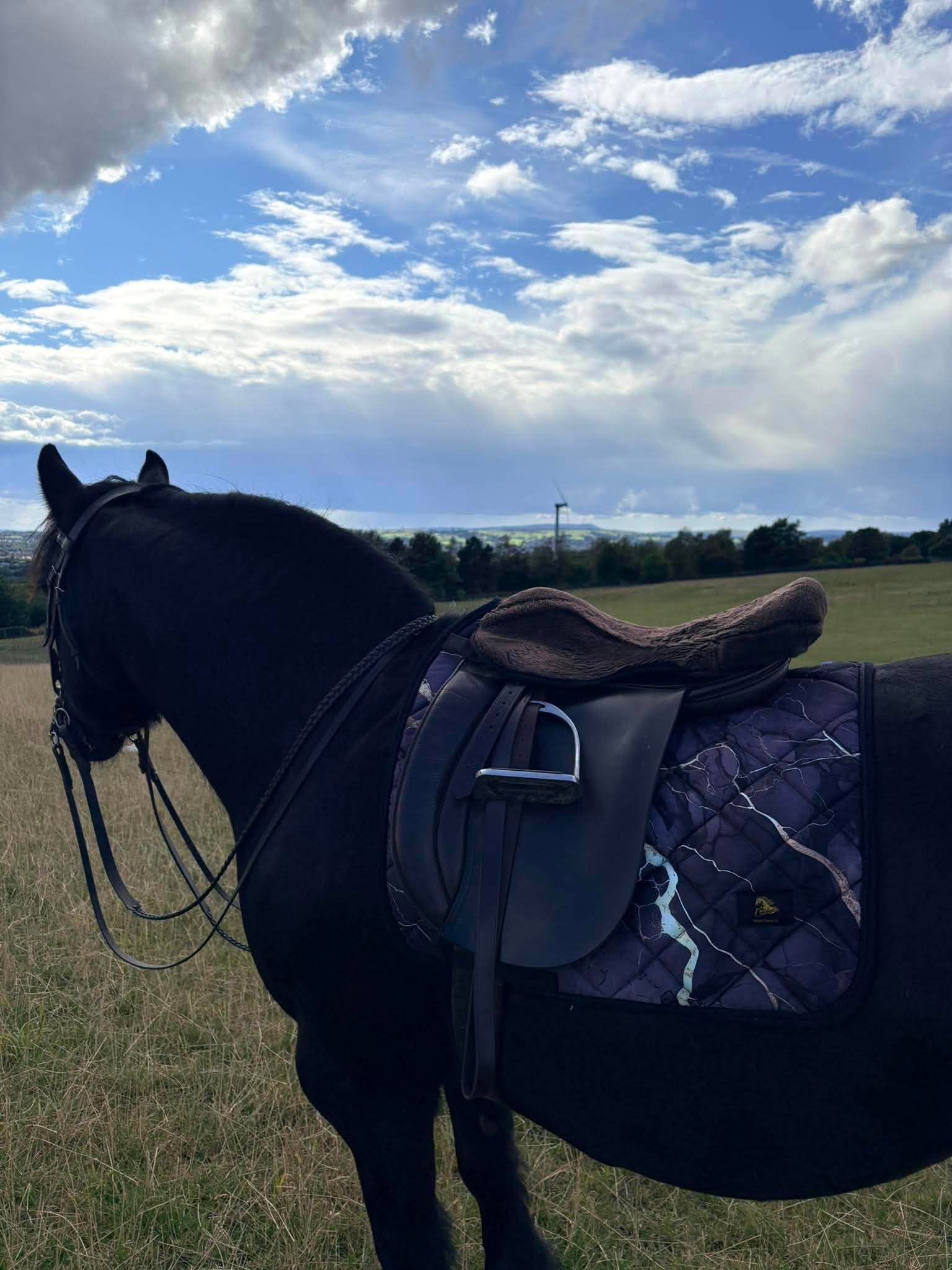 Limited Edition Wild at Midnight Saddle Pad - Image 3