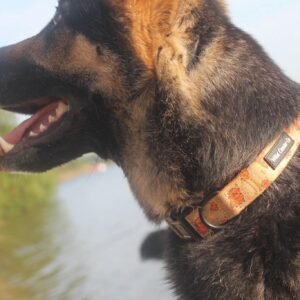 Hiccup The Highland Cow Dog Collar