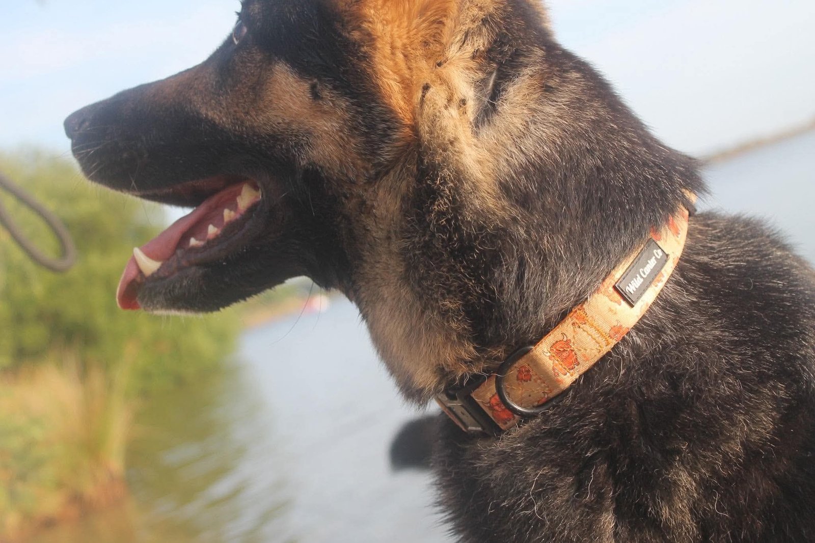 Hiccup The Highland Cow Dog Collar