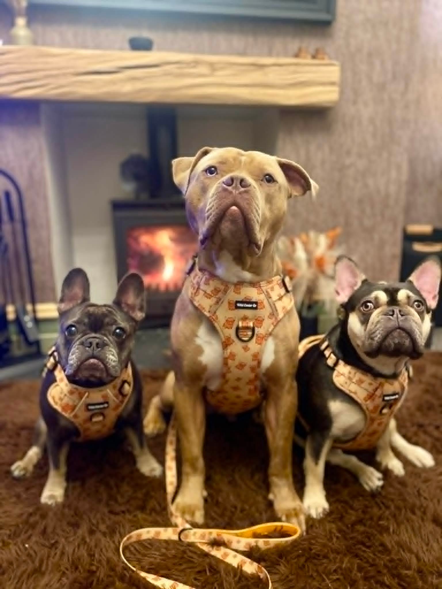 Hiccup The Highland Cow Dog Harness - Image 3
